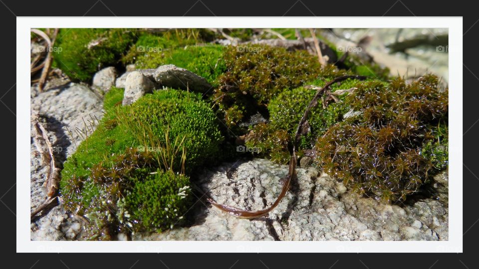 Moss and Stones 