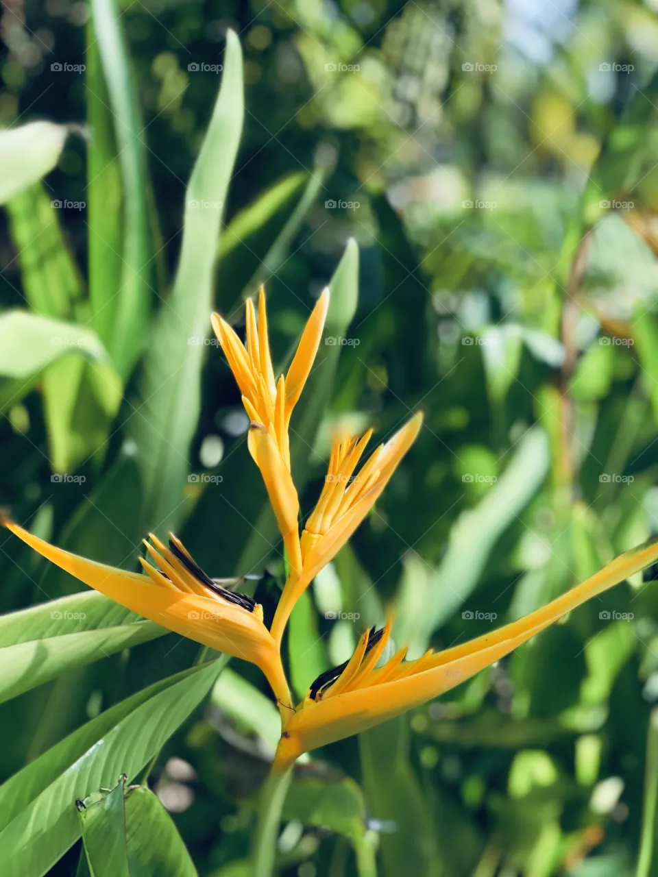 Strelitzia