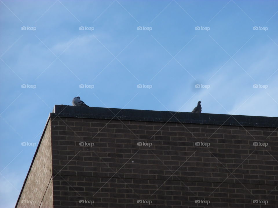 Two love birds kissing