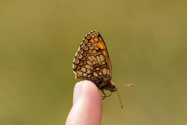 Butterfly on a finger