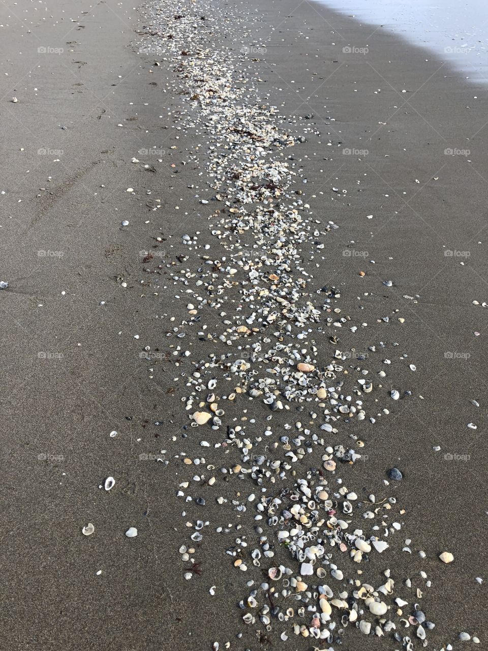 Tiny shells in the sand