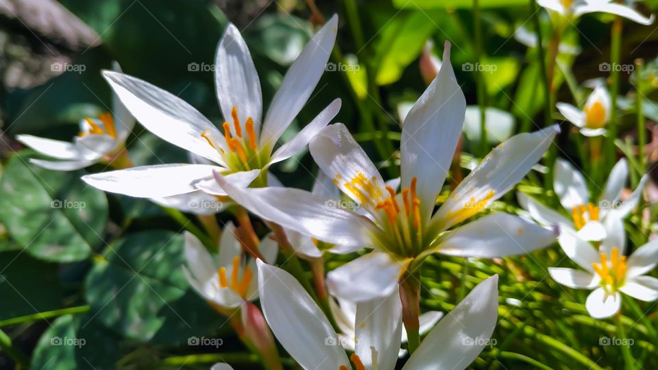 white flowers