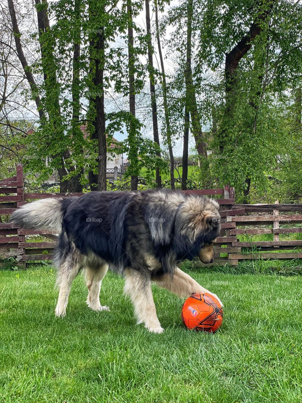 Soccer football dog