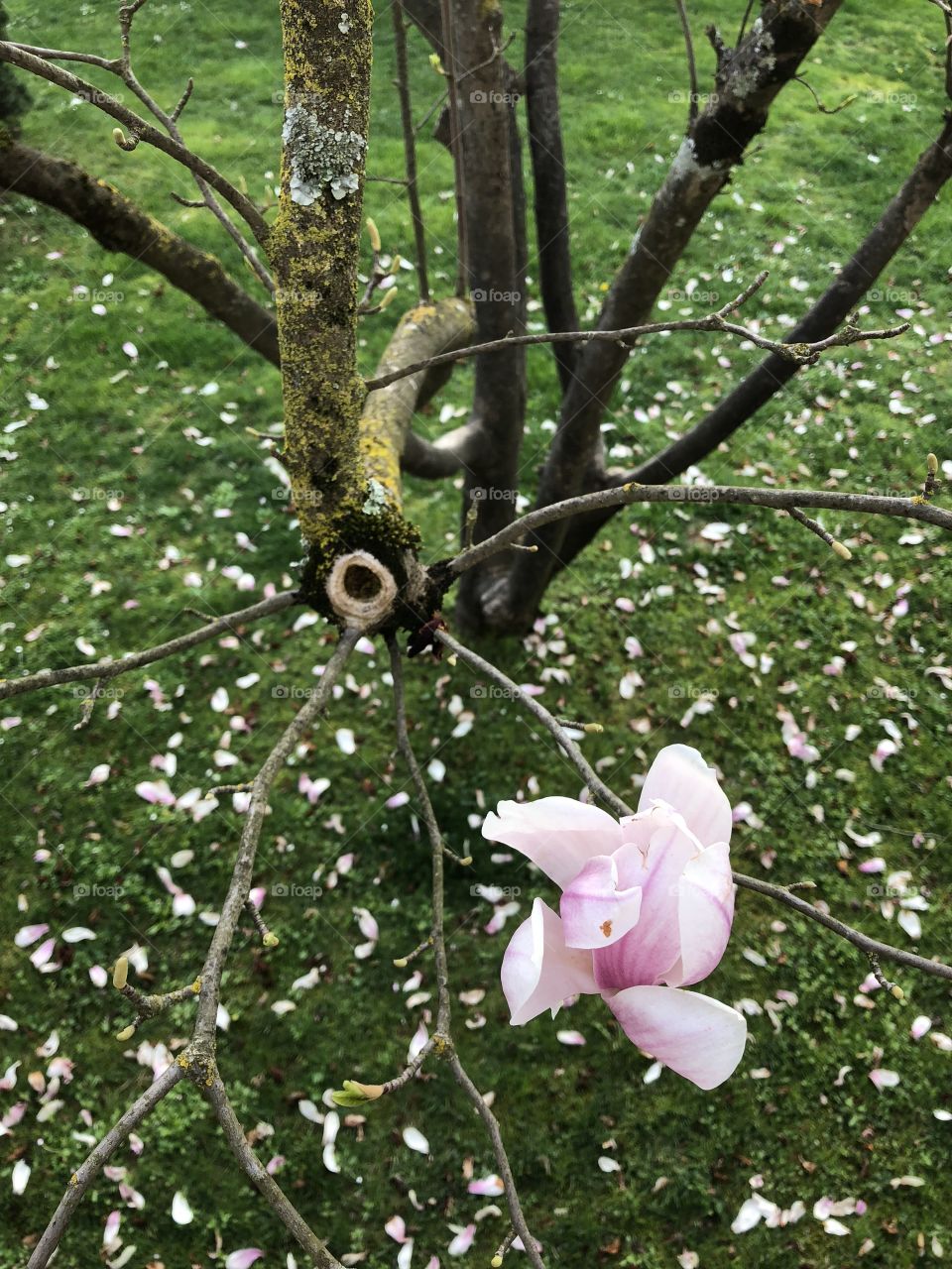 Pink flower on the tree in garden 