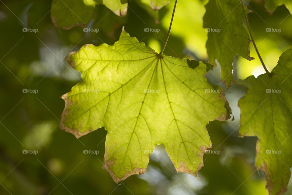 green leaf close up.