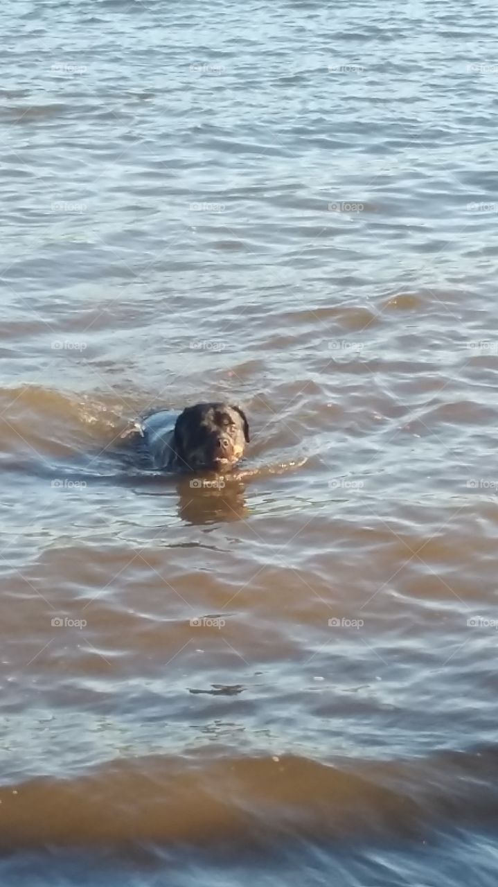 Rotty in the Water