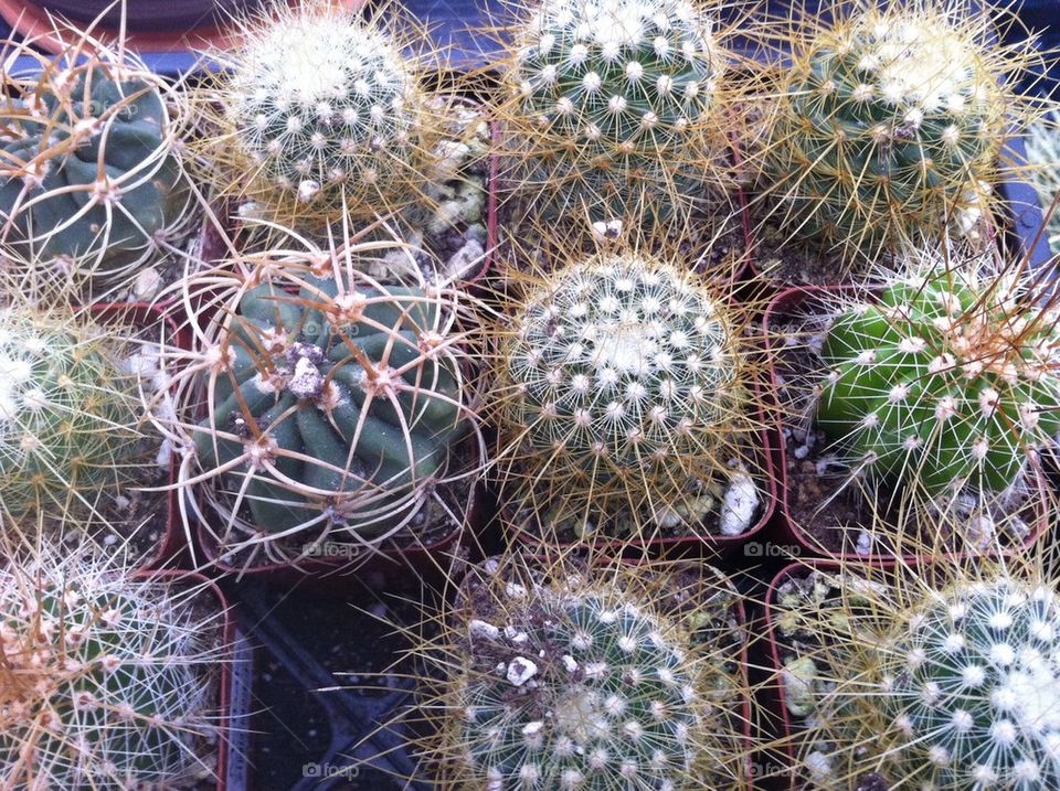 Cactus garden