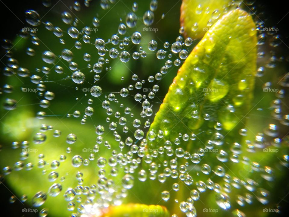 Picture taken with my smartphone and macro lens.