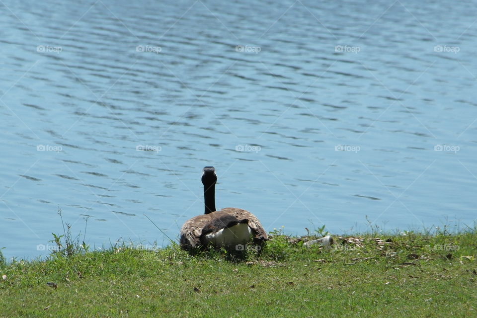 Canada goose sitting on the Bank of a pond