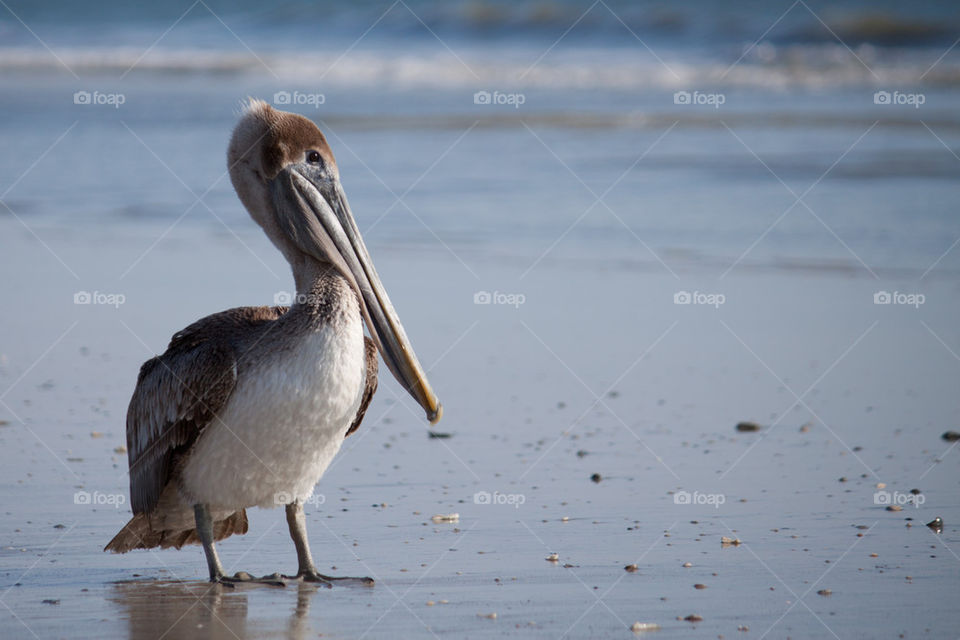 Pelican on the beach