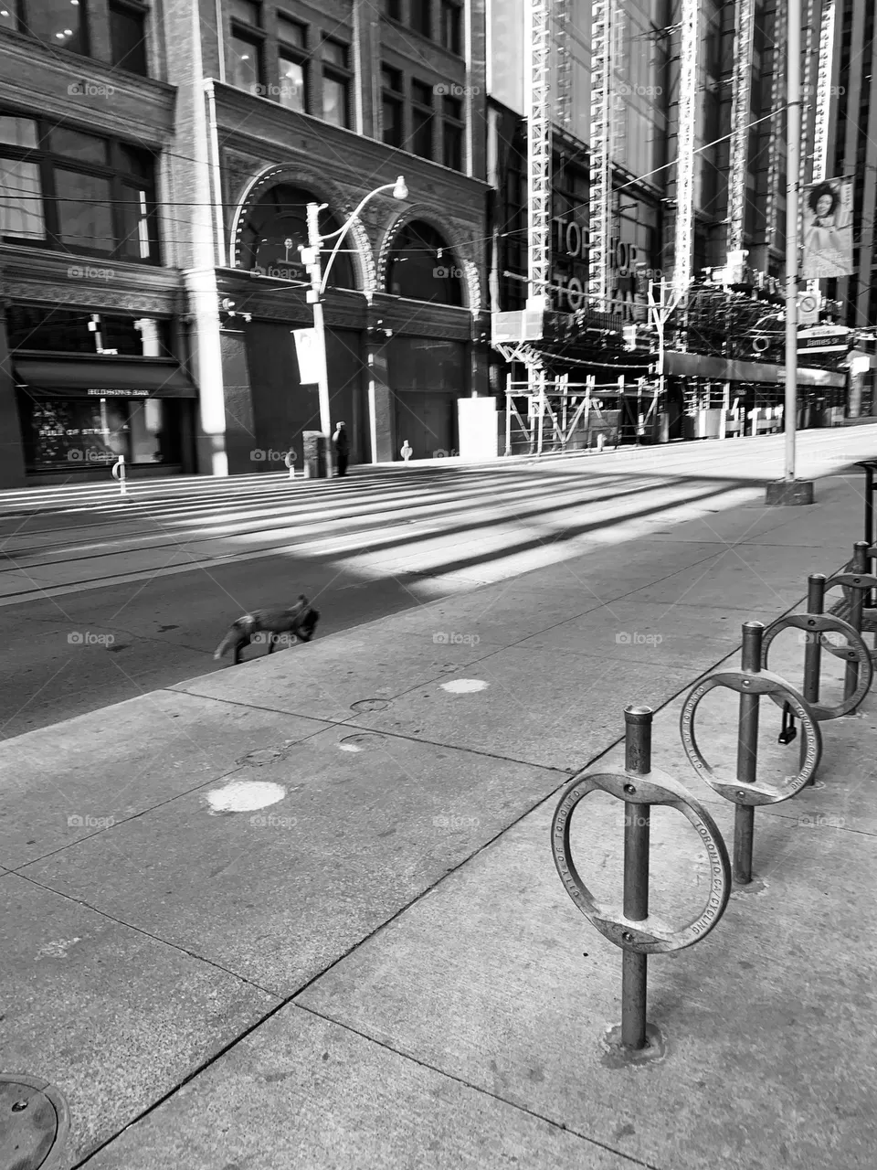 Fox with a squirrel on Queen Street 