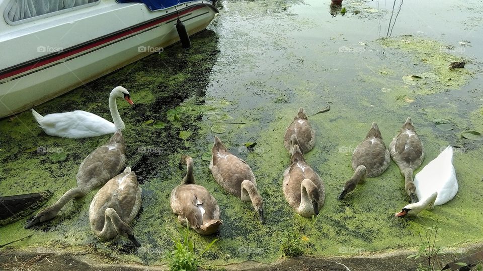 Swans swimming on the water