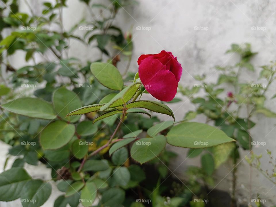 Rose