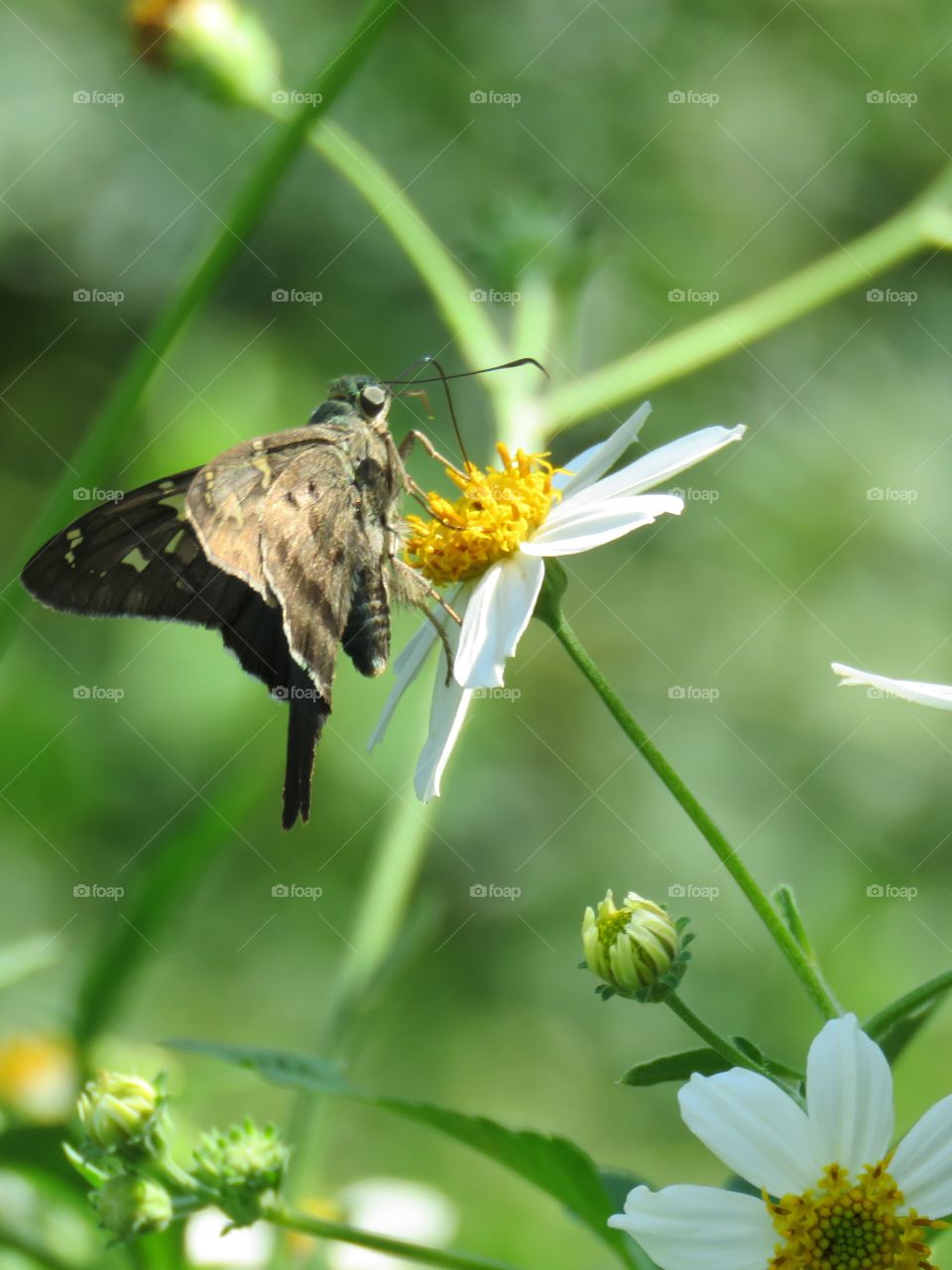 long-tailed skipper