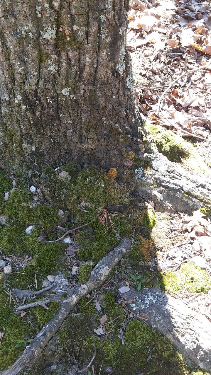 Moss bark tree