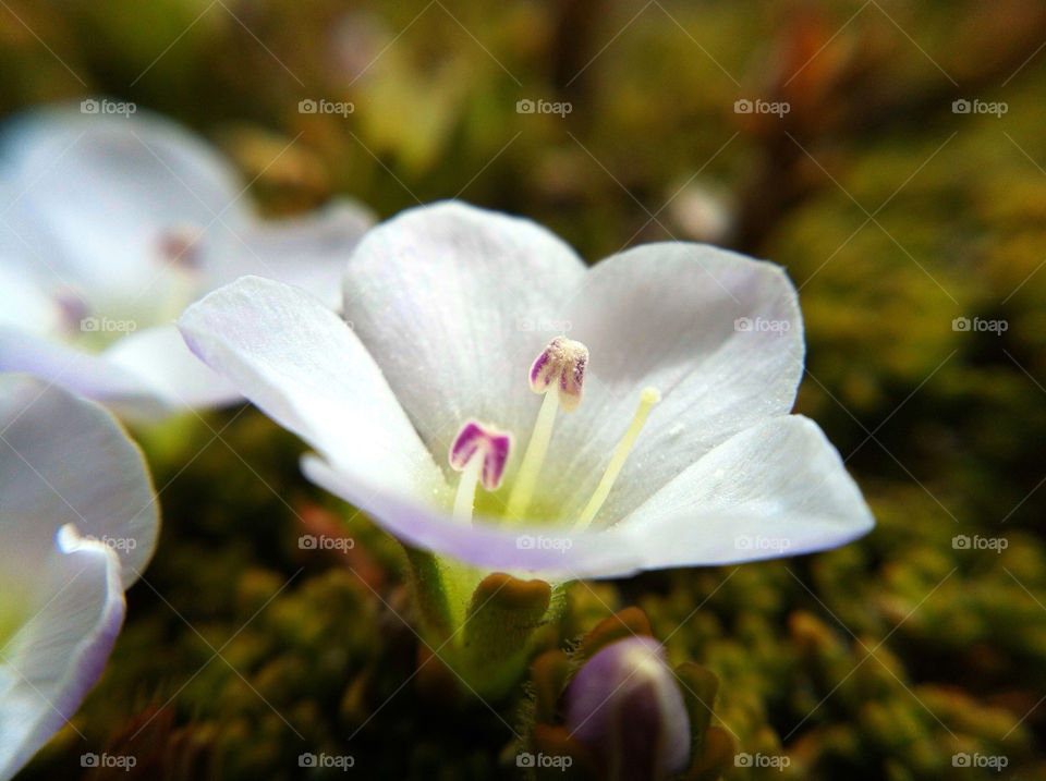 green garden flower macro by tomrobbarber