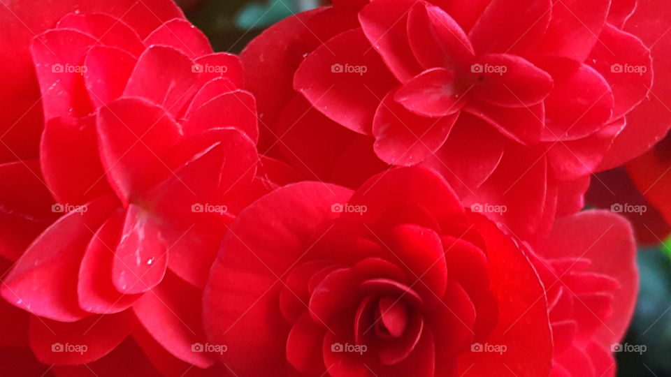 Red Begonias