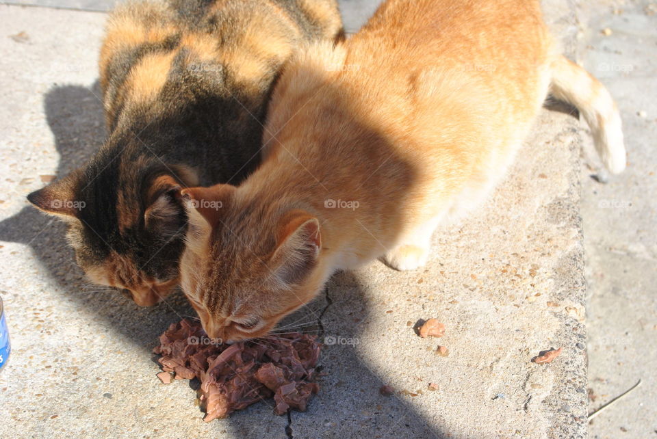 Cats eating cat food