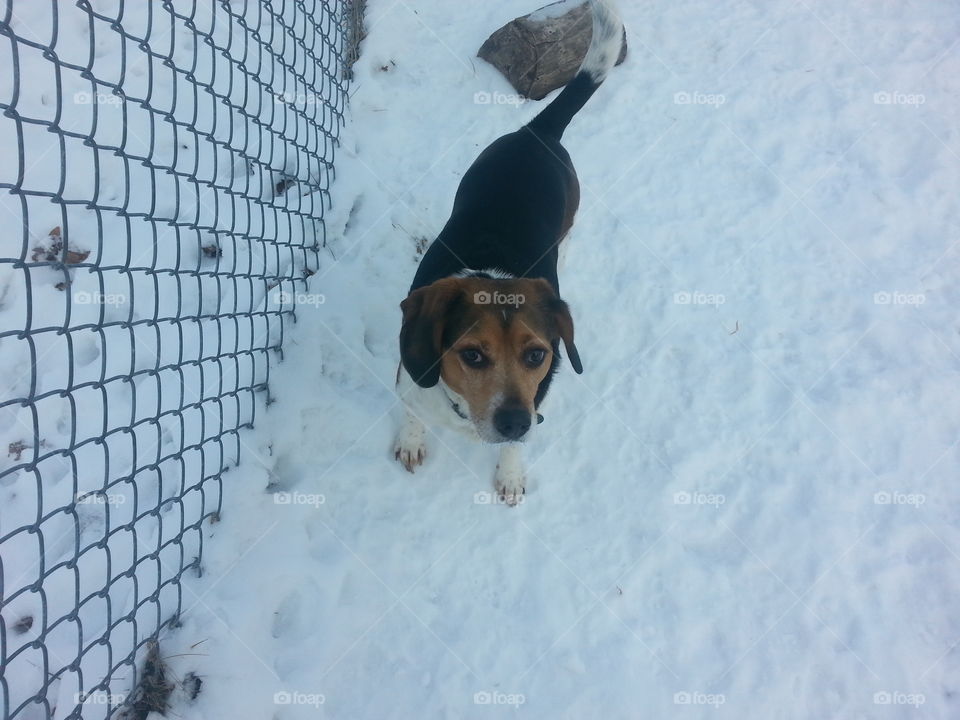 beagle in the snow