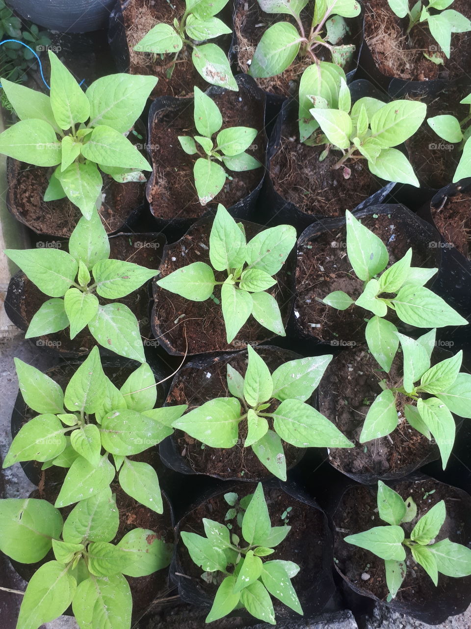 Young sprout cockscomb plants