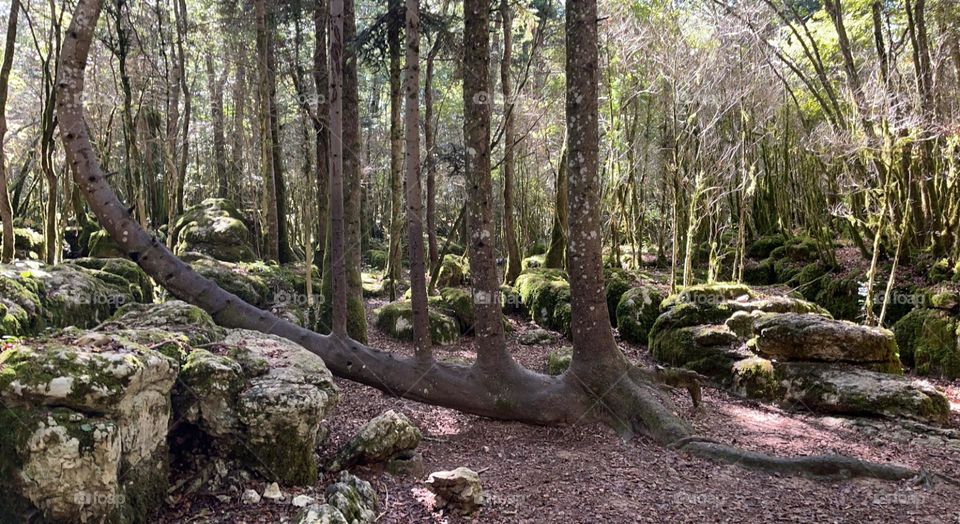 When I crossed . « The harp tree », a natural wonder, appears to dance with the wind, its branches reminiscent of harp strings. A symbol of grace and melody at the heart of the forest.