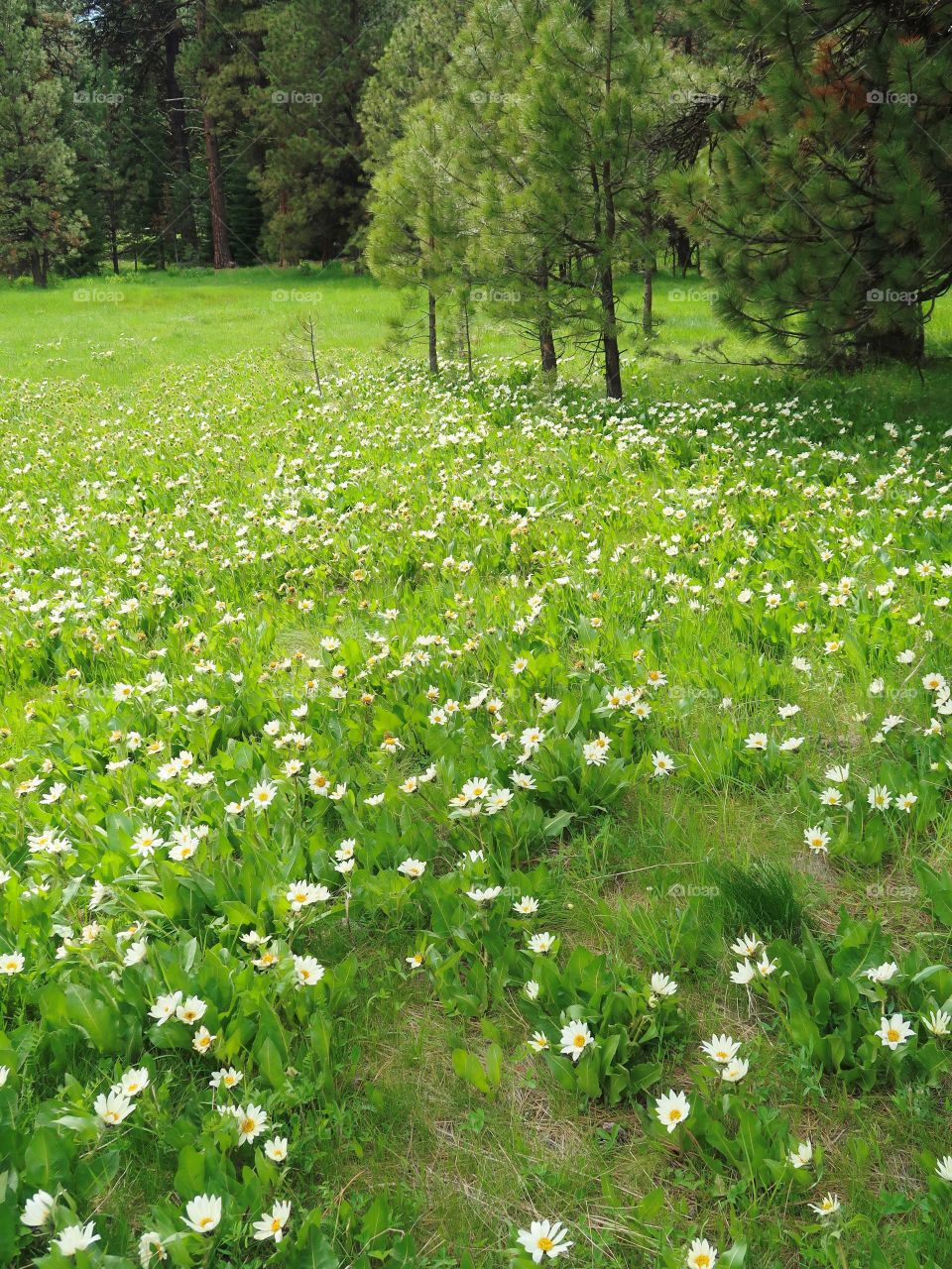 Bright white wildflowers grow amongst the pine trees in a green field on a mountain on a spring day. 