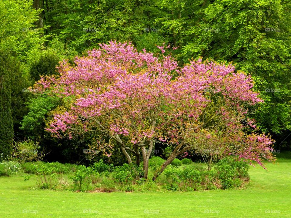 colourful tree 