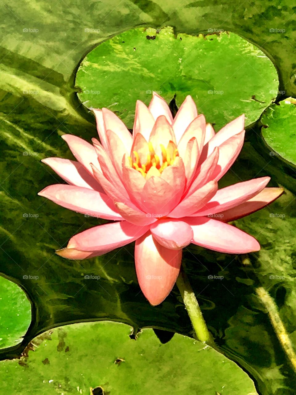 Beautiful Lilly in the pond. 