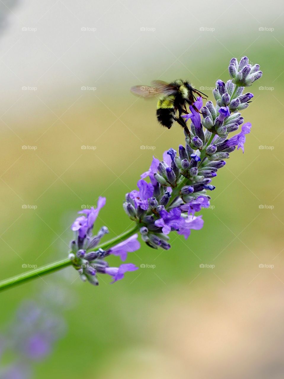 A bumblebee uses its long tongue to reach the nectar of a lavender plant in bloom