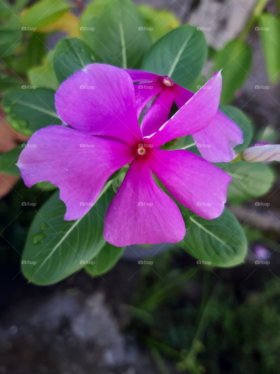 The pink flower known as 'Bunga Kertas' in bloom is the sign of Spring