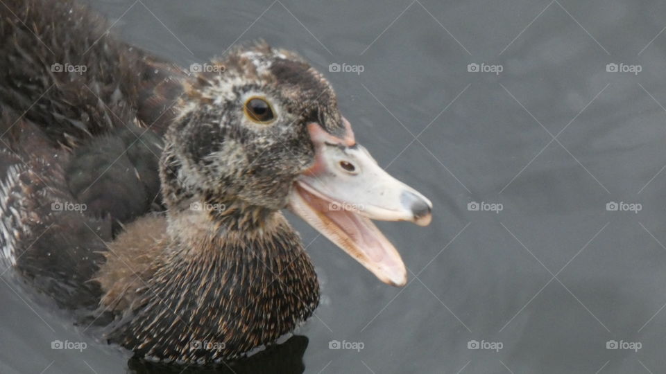 Bird, Duck, Wildlife, Animal, Nature