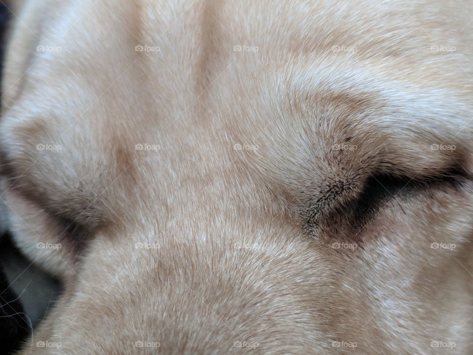 Dog Dreaming Eyes