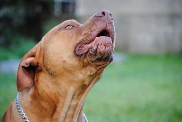 dog