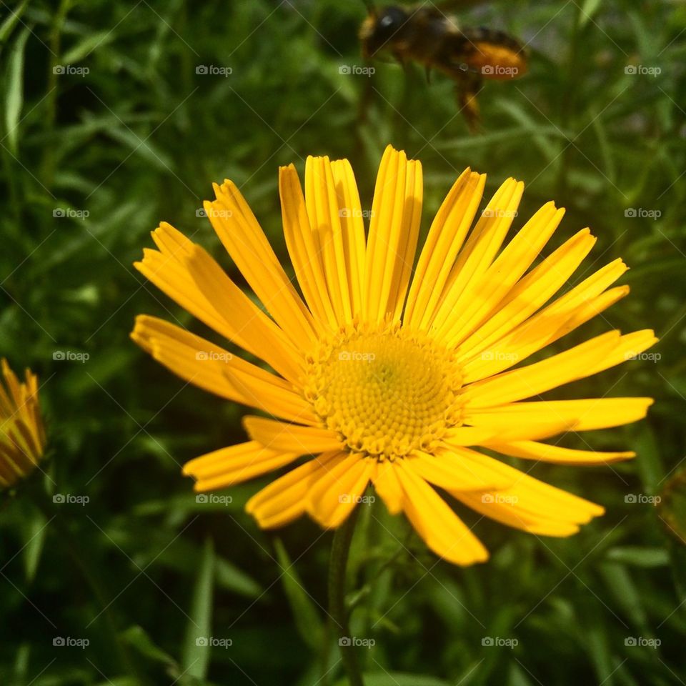 Bee flying over the flower