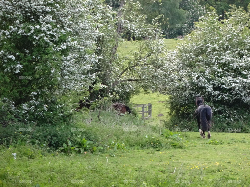 beautiful green landscape with galloping horse