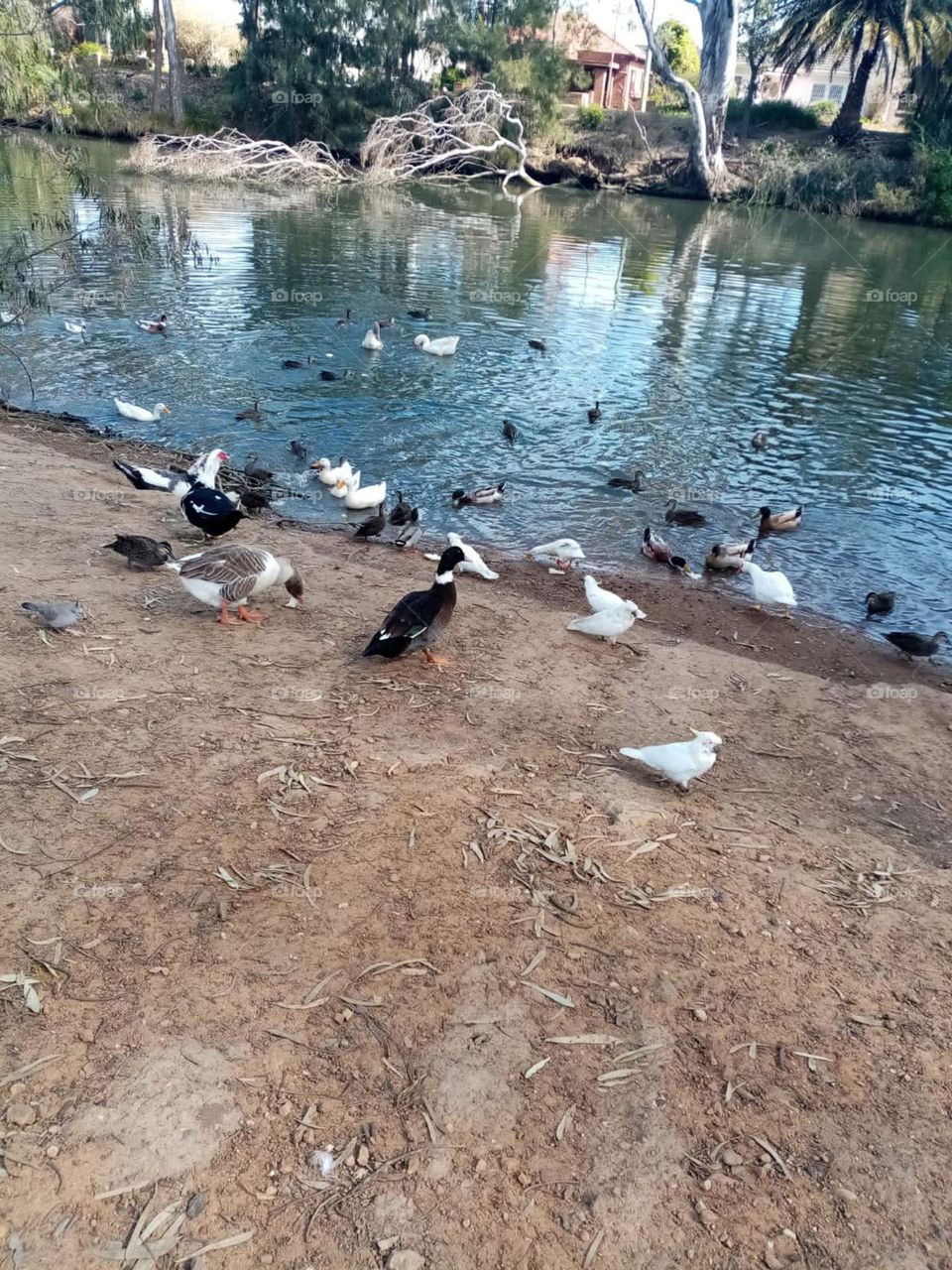 Birds are eating in Wagga Wagga River