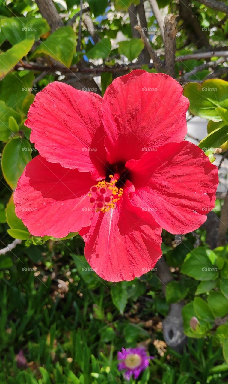 Red Hibiscus.