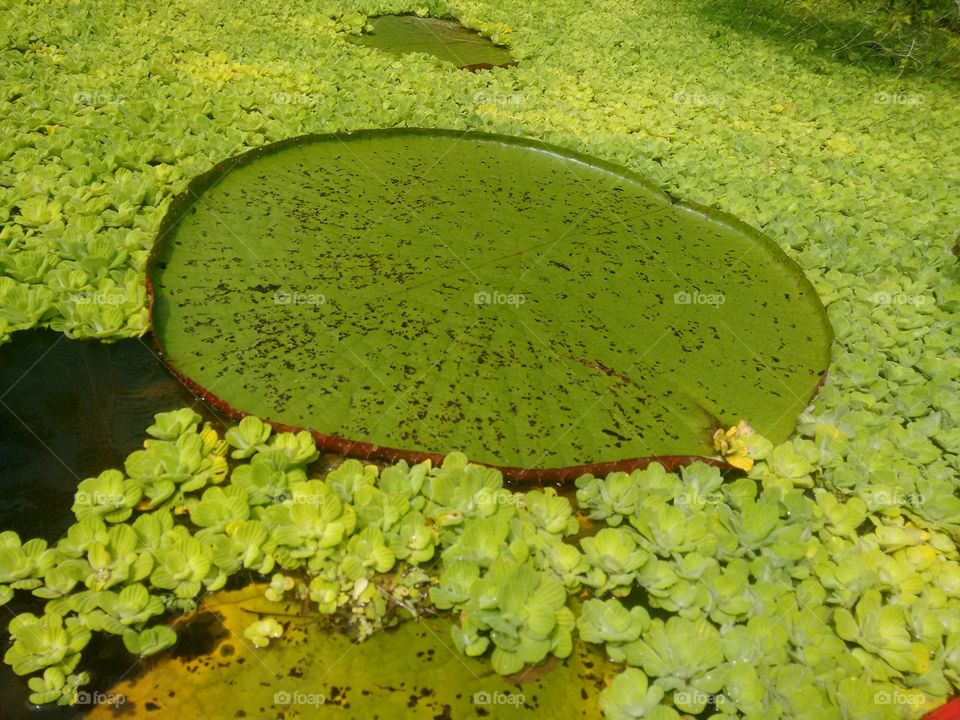 Queen of the waters of the Amazon
