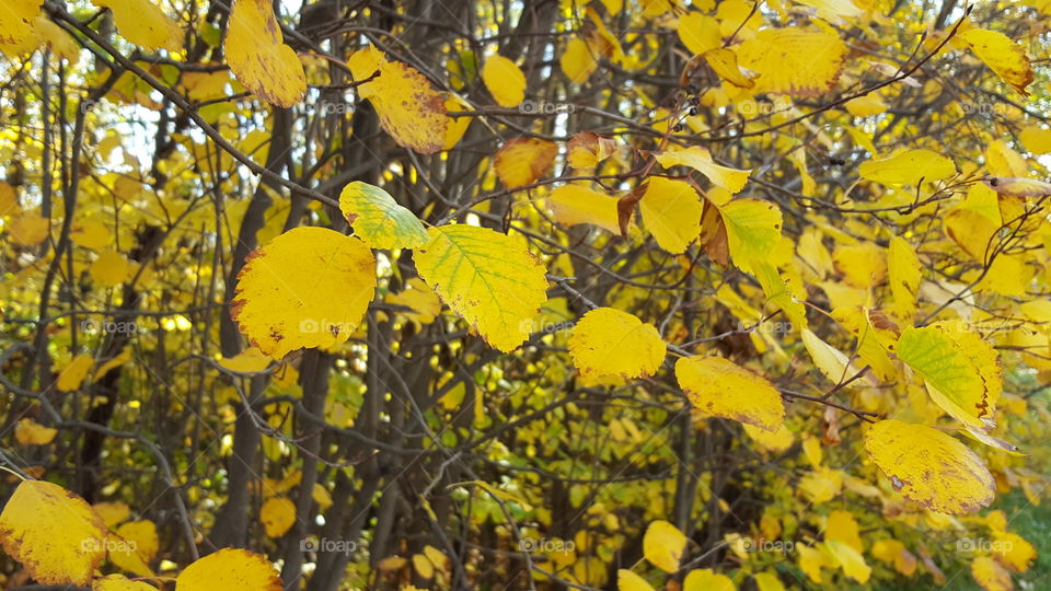 yellow leaves ready to fall