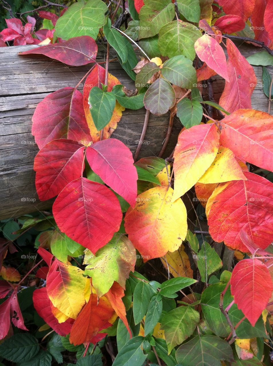 Multi colored leaves  