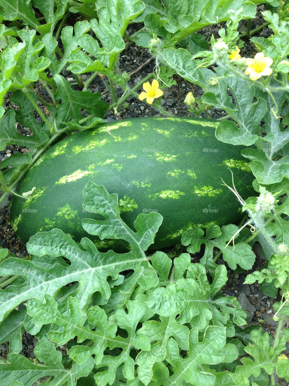 Home grown watermelon 