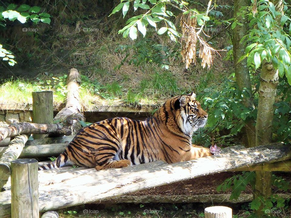 It gets satisfaction from being popular 