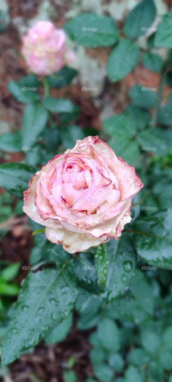 light pink rose