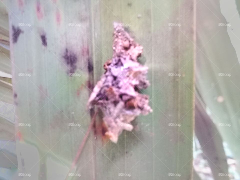 Metisa plana caterpillars are leaf-eating pests