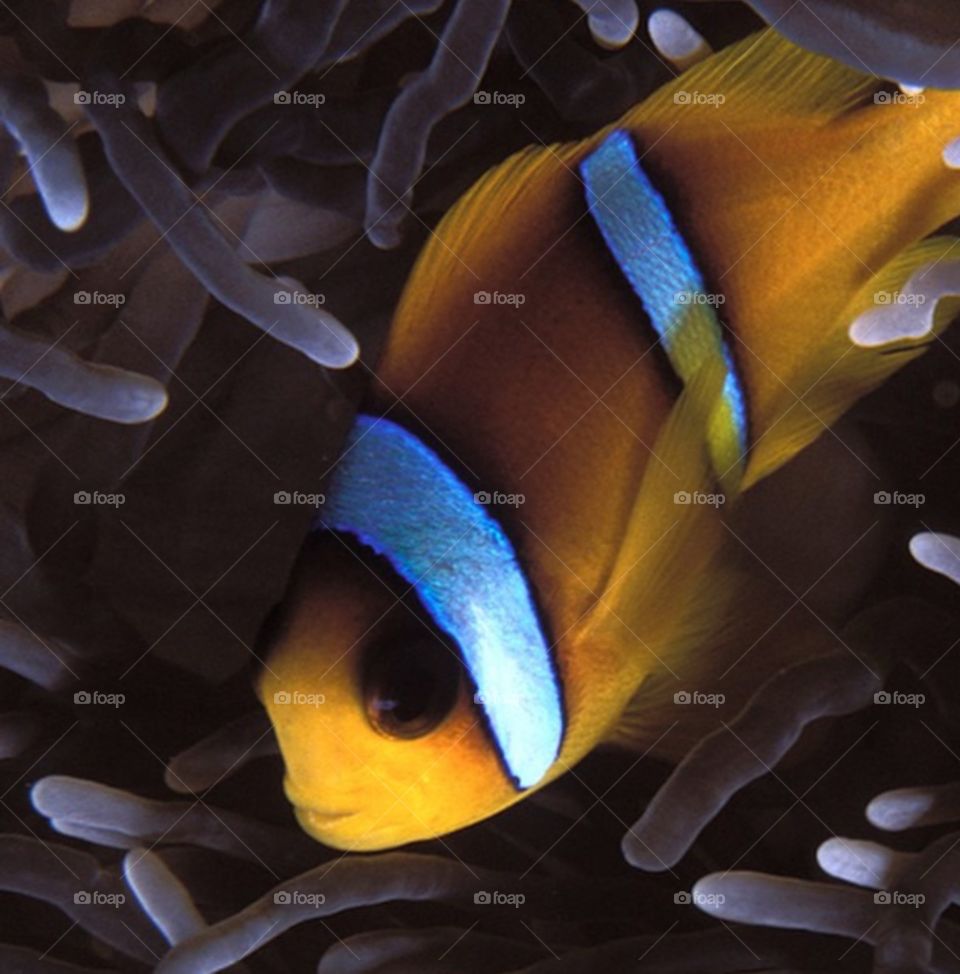 Clownfish in Sea Anemone, Red Sea
