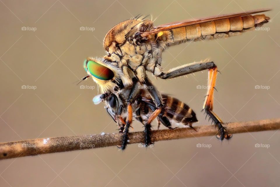 Robberfly eat the bee.