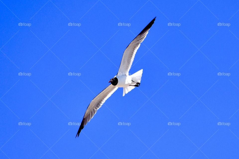 Coney Island Seagull