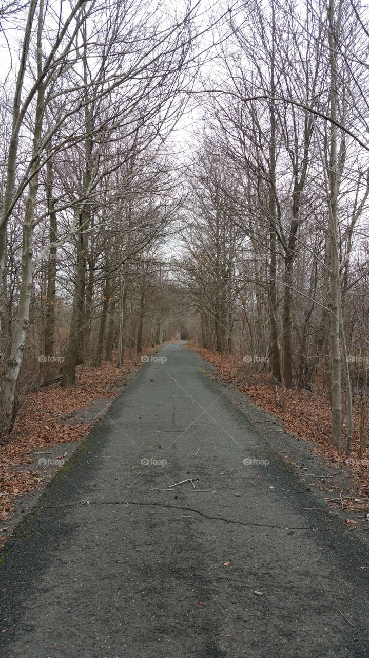 Pathway in Woods