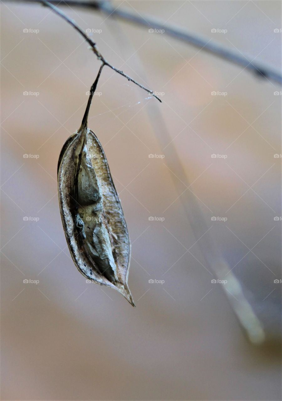 dried seed pod.