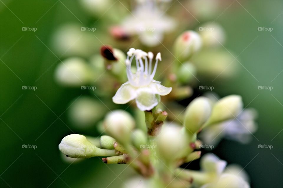 sea grape tree blossoms